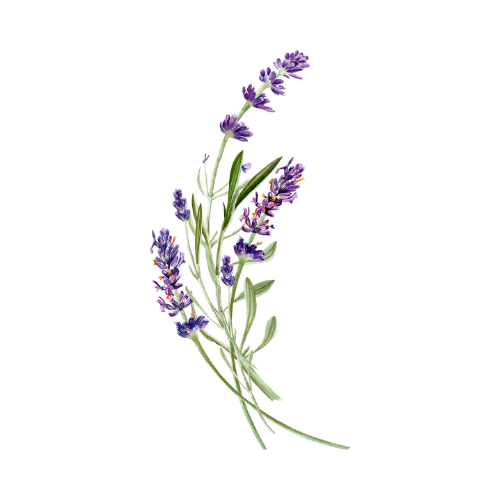 Harmony Roots Lavender Logo
